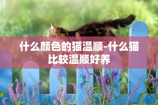 什么顏色的貓溫順-什么貓比較溫順好養