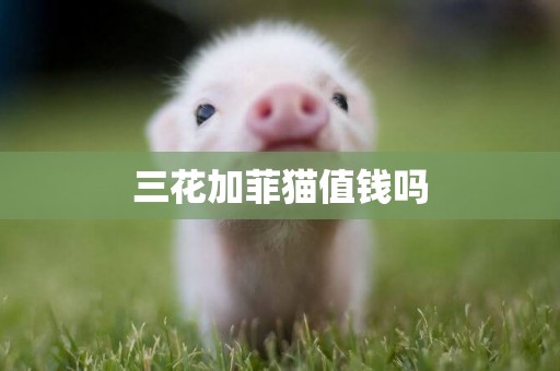 三花加菲貓值錢嗎