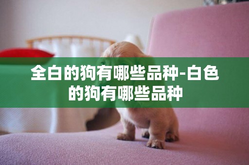 全白的狗有哪些品種-白色的狗有哪些品種