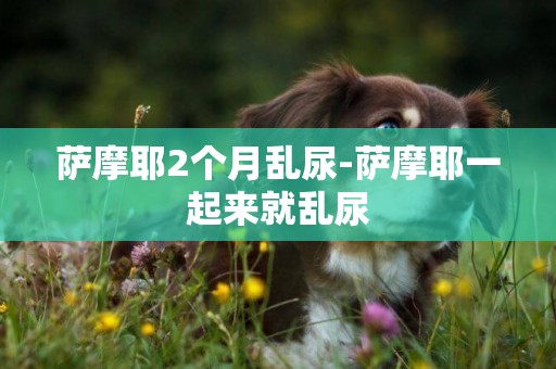薩摩耶2個月亂尿-薩摩耶一起來就亂尿