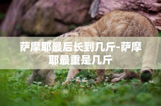 薩摩耶最后長到幾斤-薩摩耶最重是幾斤