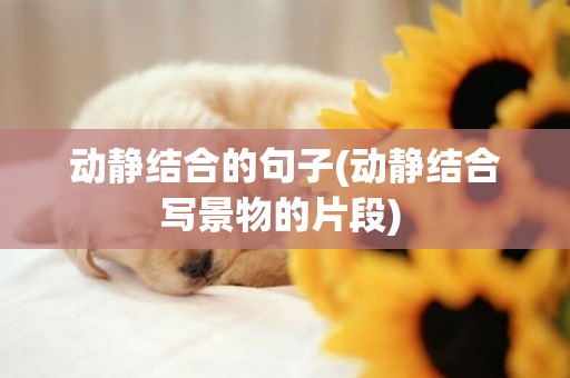 動靜結合的句子(動靜結合寫景物的片段) 