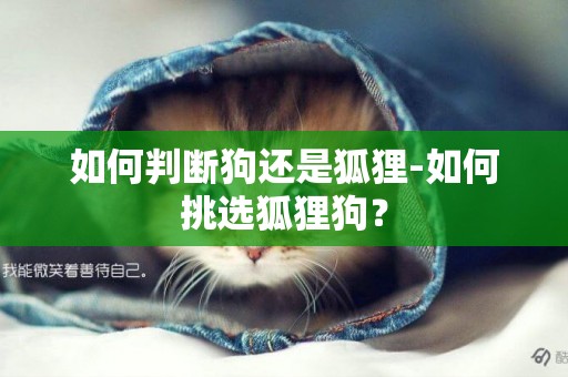 如何判斷狗還是狐貍-如何挑選狐貍狗？