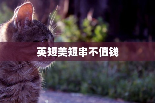 英短美短串不值錢