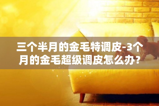 三個半月的金毛特調皮-3個月的金毛超級調皮怎么辦？