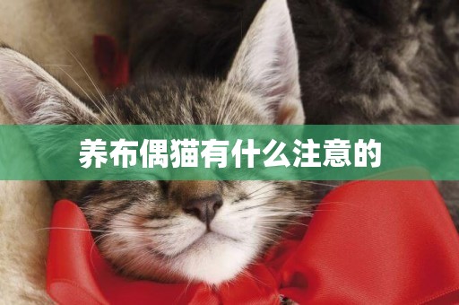 養布偶貓有什么注意的