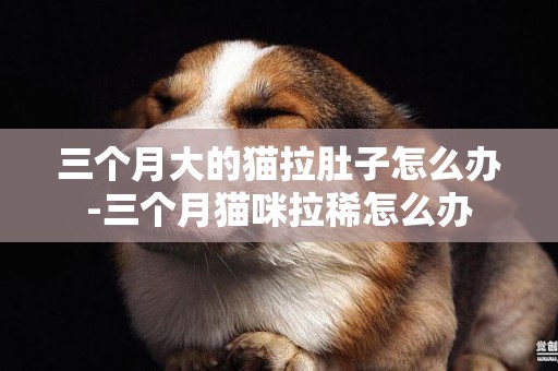 三個月大的貓拉肚子怎么辦-三個月貓咪拉稀怎么辦