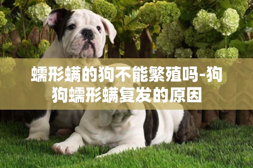 蠕形螨的狗不能繁殖嗎-狗狗蠕形螨復發的原因