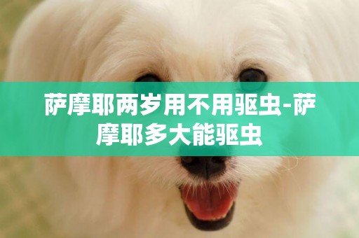 薩摩耶兩歲用不用驅蟲-薩摩耶多大能驅蟲