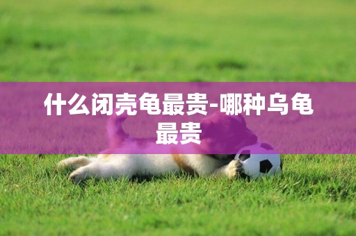 什么閉殼龜最貴-哪種烏龜最貴