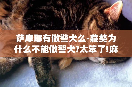 薩摩耶有做警犬么-藏獒為什么不能做警犬?太笨了!麻煩告訴我