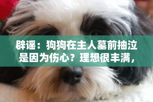 辟謠：狗狗在主人墓前抽泣是因為傷心？理想很豐滿，現實很骨感 