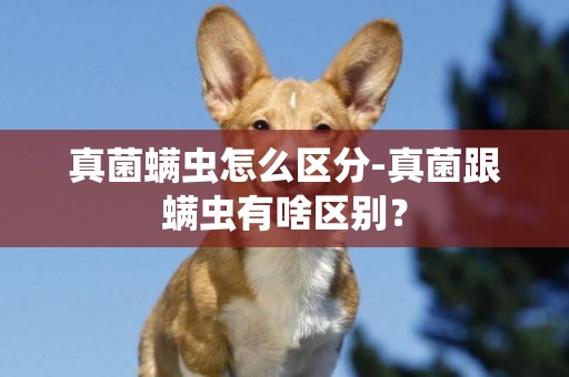真菌螨蟲怎么區分-真菌跟螨蟲有啥區別？