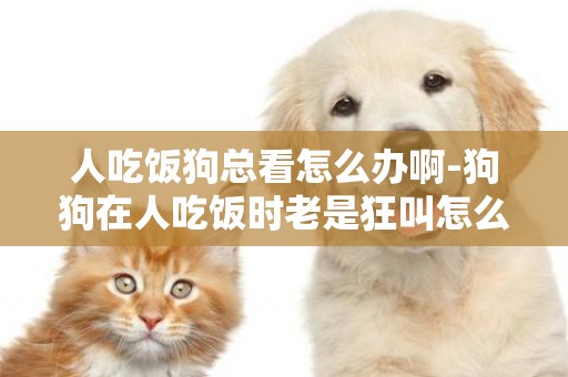 人吃飯狗總看怎么辦啊-狗狗在人吃飯時老是狂叫怎么辦