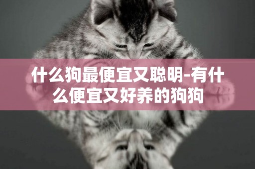 什么狗最便宜又聰明-有什么便宜又好養的狗狗