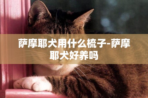 薩摩耶犬用什么梳子-薩摩耶犬好養嗎