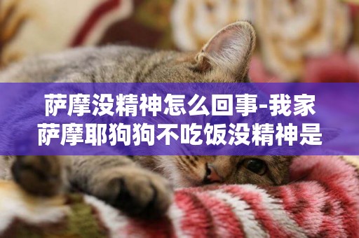 薩摩沒精神怎么回事-我家薩摩耶狗狗不吃飯沒精神是怎么了？