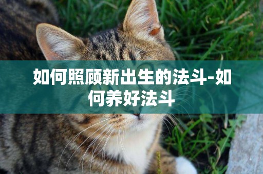如何照顧新出生的法斗-如何養好法斗