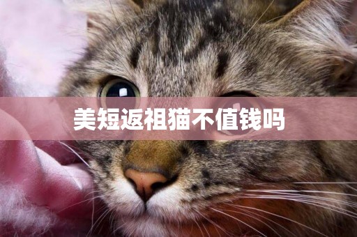 美短返祖貓不值錢嗎