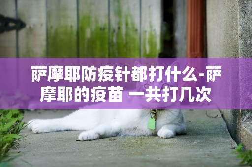 薩摩耶防疫針都打什么-薩摩耶的疫苗 一共打幾次