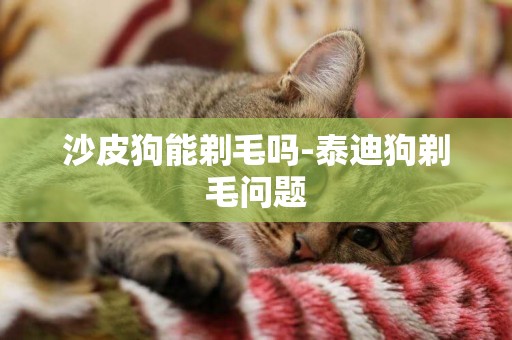 沙皮狗能剃毛嗎-泰迪狗剃毛問題