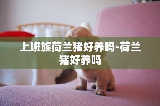 上班族荷蘭豬好養嗎-荷蘭豬好養嗎