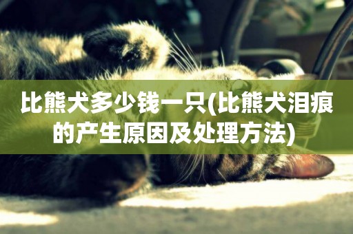 比熊犬多少錢一只(比熊犬淚痕的產生原因及處理方法) 