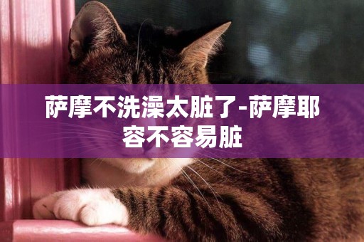 薩摩不洗澡太臟了-薩摩耶容不容易臟