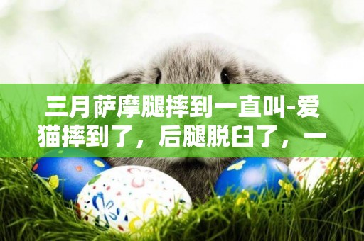 三月薩摩腿摔到一直叫-愛貓摔到了，后腿脫臼了，一碰它就叫。