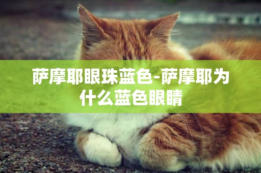 薩摩耶眼珠藍色-薩摩耶為什么藍色眼睛