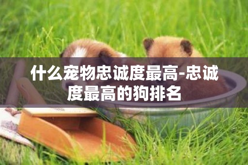 什么寵物忠誠度最高-忠誠度最高的狗排名