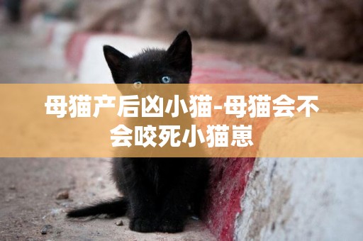 母貓產后兇小貓-母貓會不會咬死小貓崽