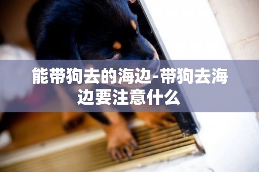 能帶狗去的海邊-帶狗去海邊要注意什么