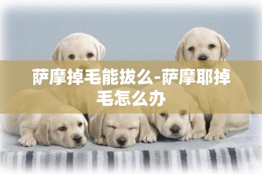 薩摩掉毛能拔么-薩摩耶掉毛怎么辦