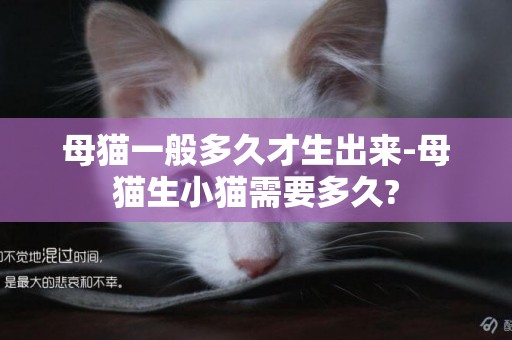 母貓一般多久才生出來-母貓生小貓需要多久?