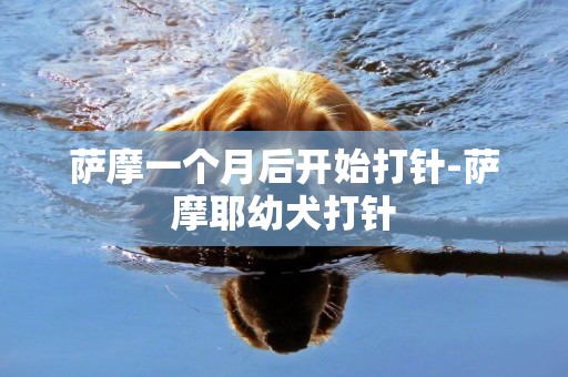 薩摩一個月后開始打針-薩摩耶幼犬打針