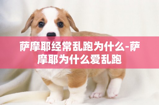 薩摩耶經常亂跑為什么-薩摩耶為什么愛亂跑