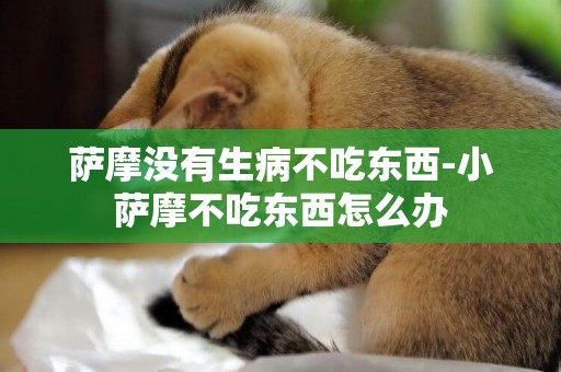 薩摩沒有生病不吃東西-小薩摩不吃東西怎么辦