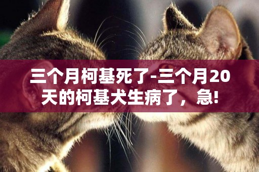 三個月柯基死了-三個月20天的柯基犬生病了，急!