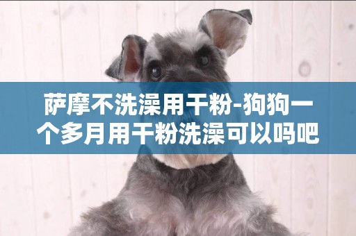 薩摩不洗澡用干粉-狗狗一個多月用干粉洗澡可以嗎吧