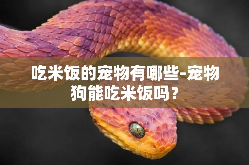 吃米飯的寵物有哪些-寵物狗能吃米飯嗎？