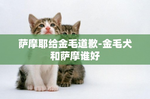 薩摩耶給金毛道歉-金毛犬和薩摩誰好