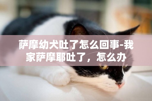 薩摩幼犬吐了怎么回事-我家薩摩耶吐了，怎么辦