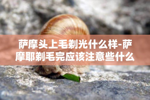 薩摩頭上毛剃光什么樣-薩摩耶剃毛完應該注意些什么？