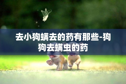 去小狗螨去的藥有那些-狗狗去螨蟲的藥