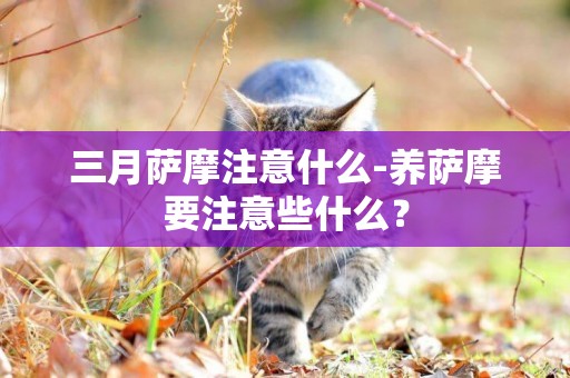 三月薩摩注意什么-養薩摩要注意些什么？