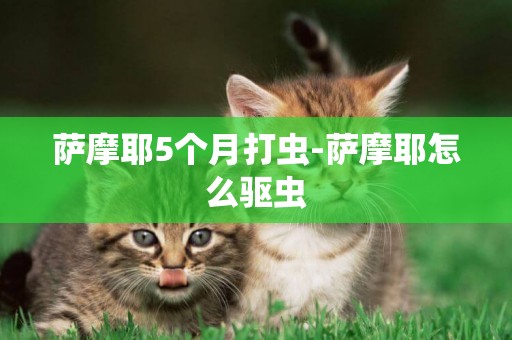 薩摩耶5個月打蟲-薩摩耶怎么驅蟲