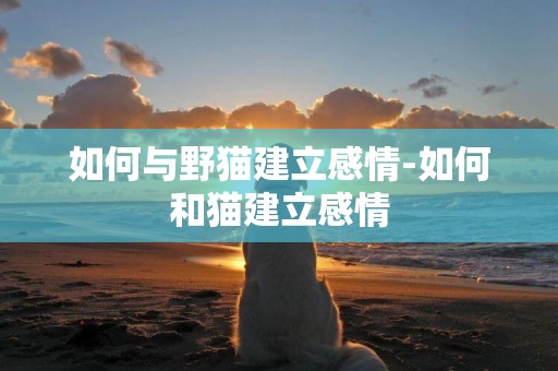 如何與野貓建立感情-如何和貓建立感情