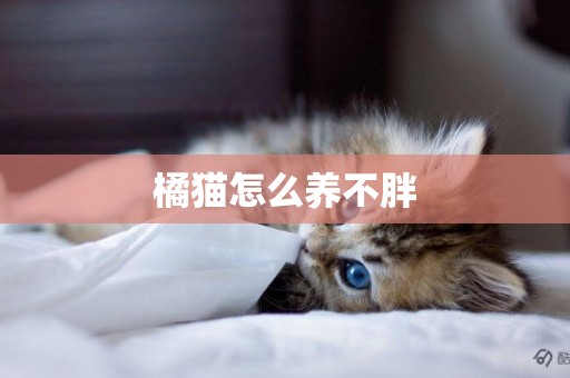 橘貓怎么養不胖