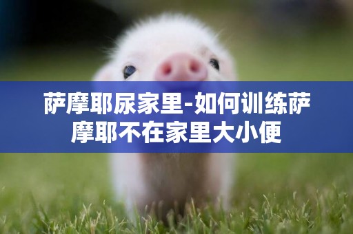 薩摩耶尿家里-如何訓練薩摩耶不在家里大小便